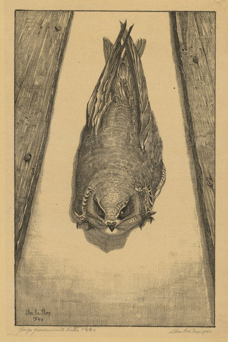 Christiaan le Roy - Common Swift - main 