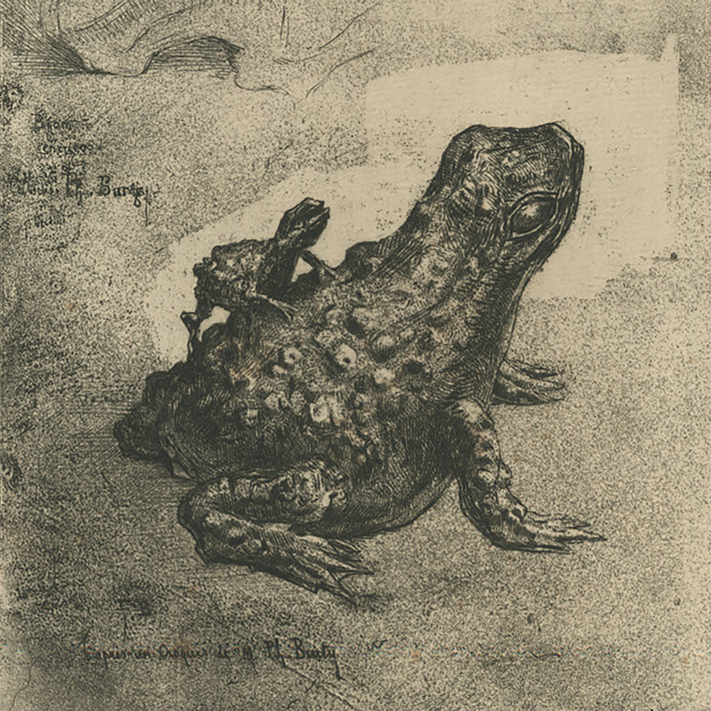 Felix Buhot - Crapaud Bronze - toad - lithograph - BG18