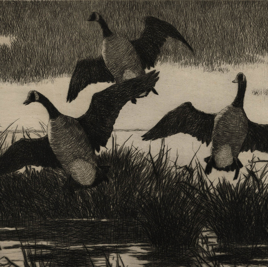 Aiden Lassell Ripley - Geese - birds in marshy grasses startled - detail