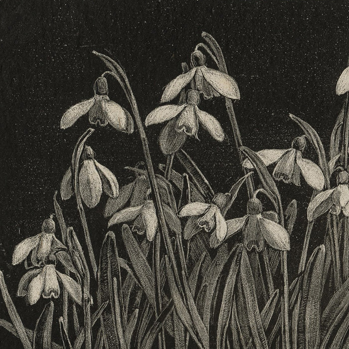 Lithograph - by EGTER van WISSEKERKE, Anna - titled: Snowdrops