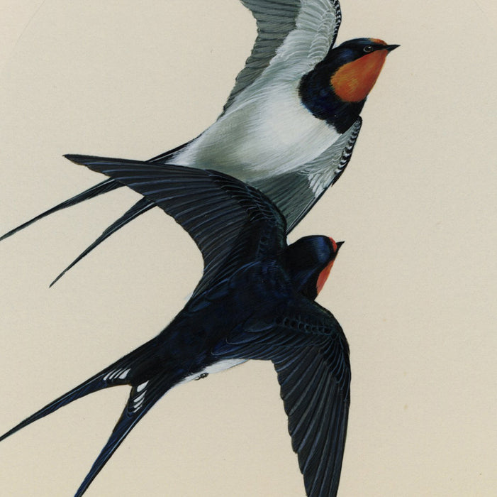 Watercolor - by STOLK, Arie - titled: Two Swallows in Flight