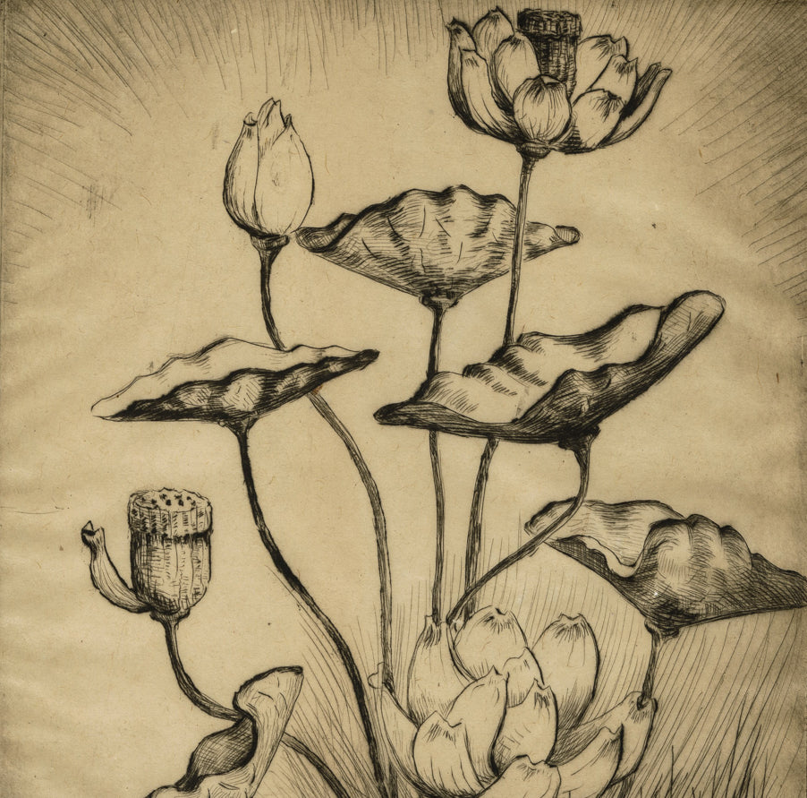 Bertha JAQUES - Lotus - Etching and drypoint - 1928 - detail