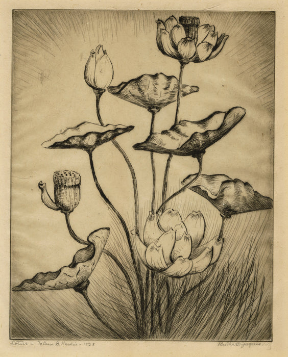 Bertha Jaques - Lotus - main 