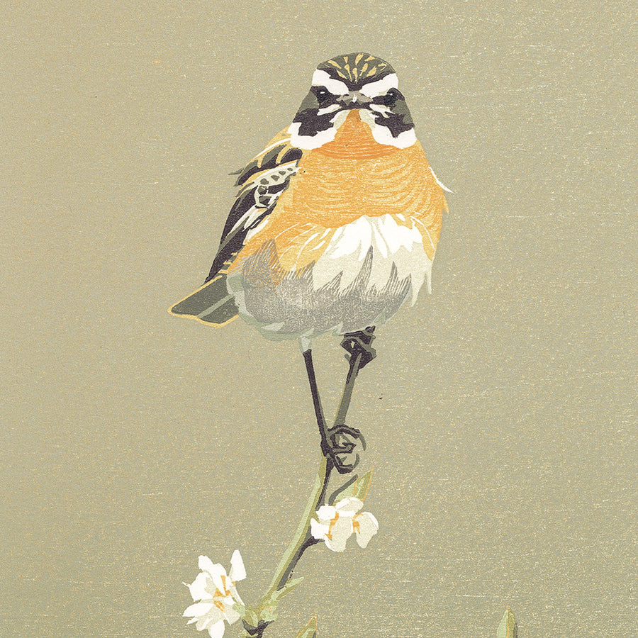 Erik VAN OMMEN - Grauwe Klauwier - Gray Shrike - Color woodcut reduction - detail