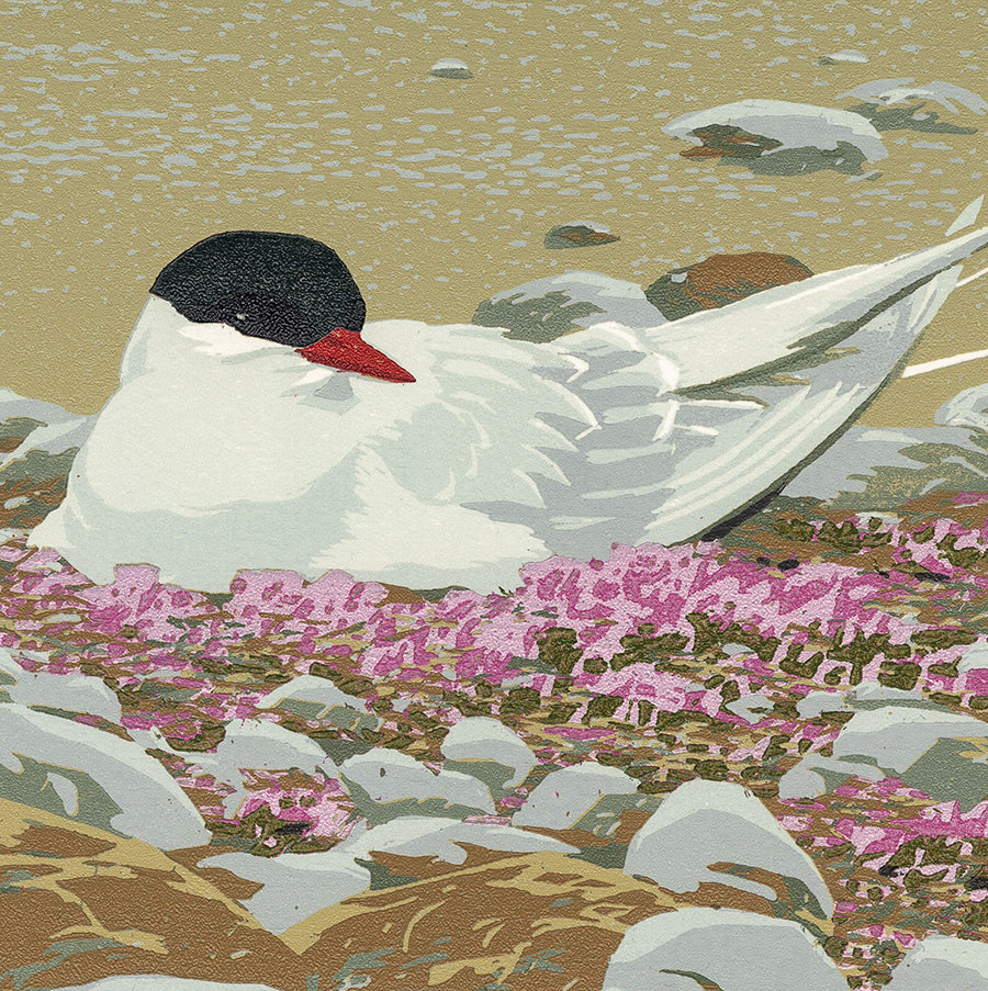Erik VAN OMMEN - Spitsbergen – Breeding Tern - Spitsbergen – Breeding Tern - Color woodcut reduction - detail
