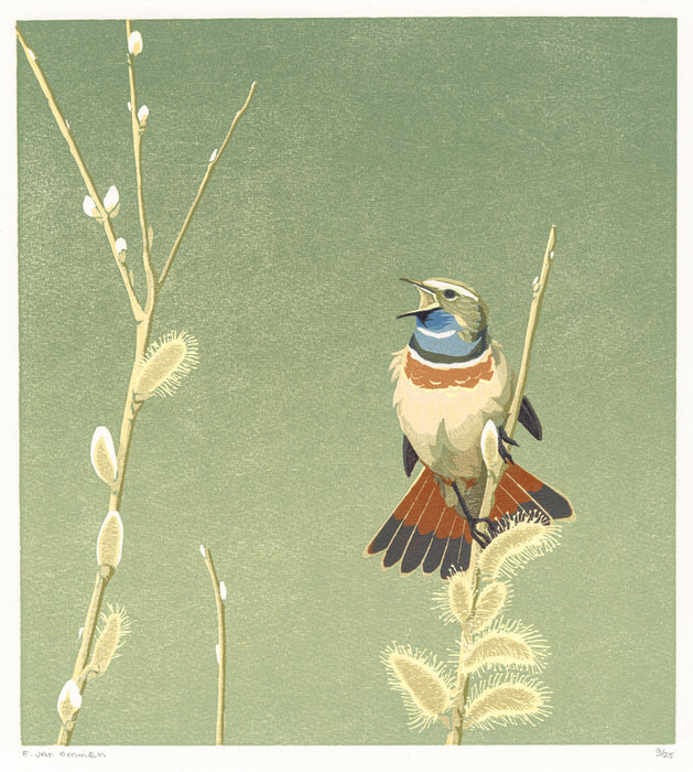 Erik Van ommen - Bluethroat in Willow - main 