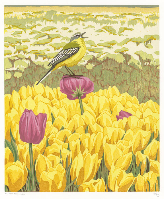 Erik Van ommen - Yellow Wagtail - main 