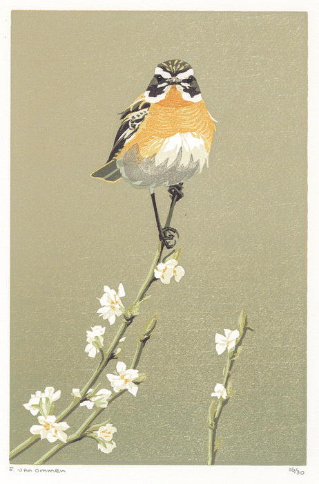 Erik Van ommen - Gray Shrike - main 