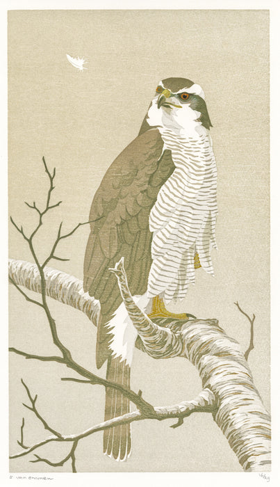 Color woodcut - by VAN OMMEN, Erik - titled: Hawk in the Mist