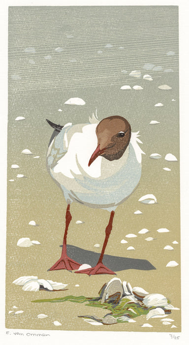 Erik Van ommen - Black-headed Gull in the Wind - main 