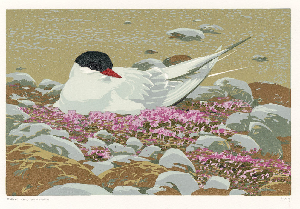 Erik Van ommen - Spitsbergen – Breeding Tern - main 
