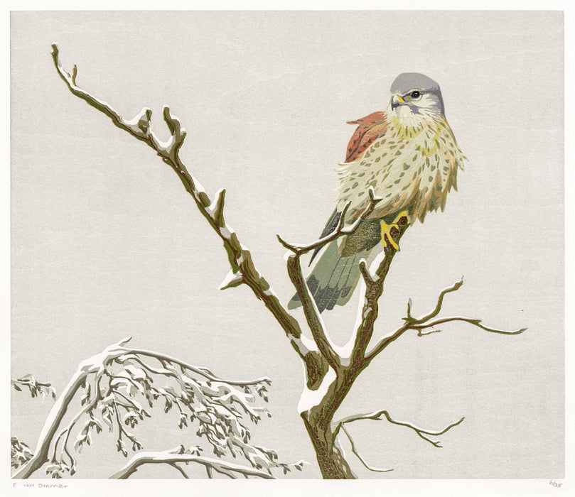 Erik Van ommen - Kestrel, Winter ‘25 - main 