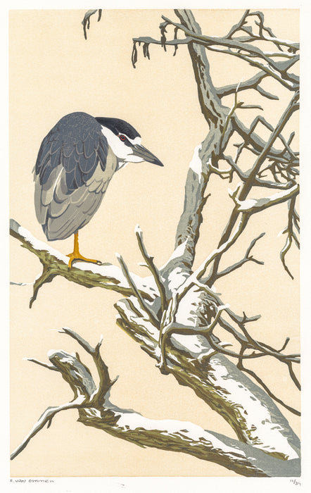 Erik Van ommen - Winter Sun Night Heron - main 