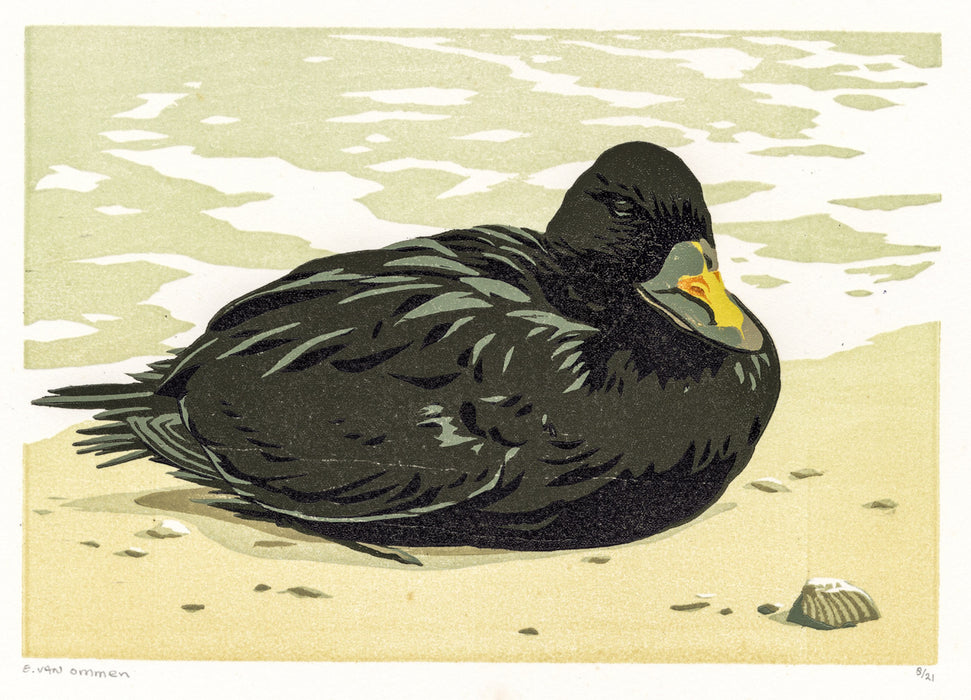 Color woodcut - by VAN OMMEN, Erik - titled: Black-headed Gull in the Wind