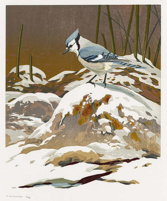 Erik Van ommen - Blue Jay - main 