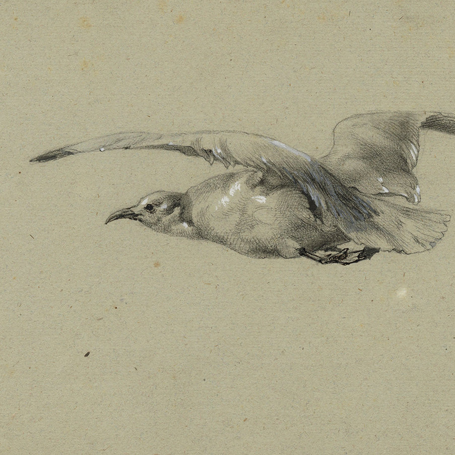 Felix Bracquemond - Mouette - Seagull - preparatory drawing for famous etching - detail