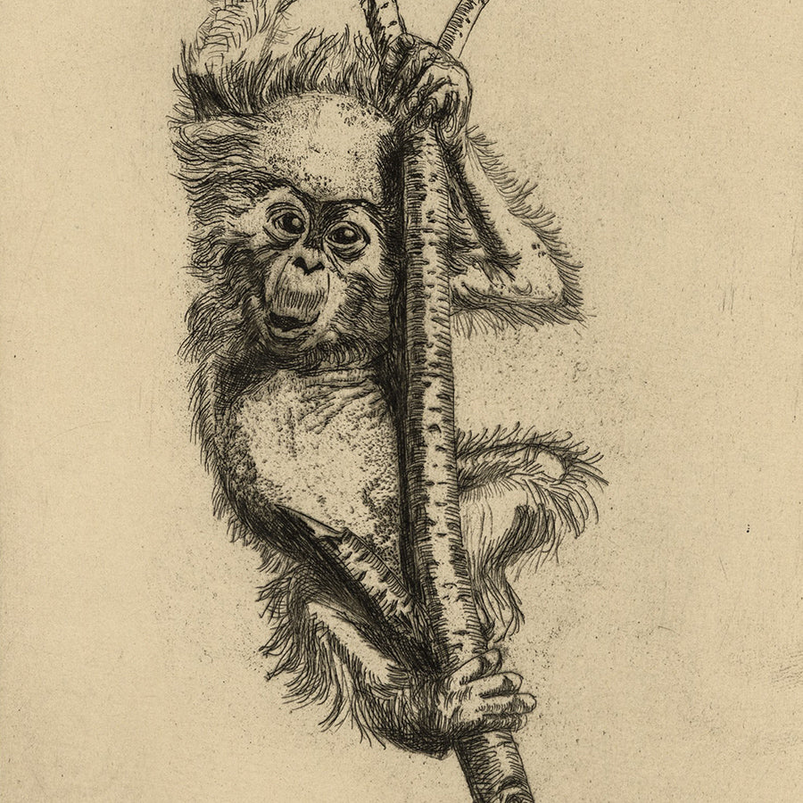 A Pair of Etchings - A Masquerader and Zoo Baby