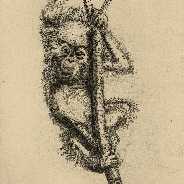 Etching - by FORMAN, Helen - titled: A Pair of Etchings - A Masquerader and Zoo Baby