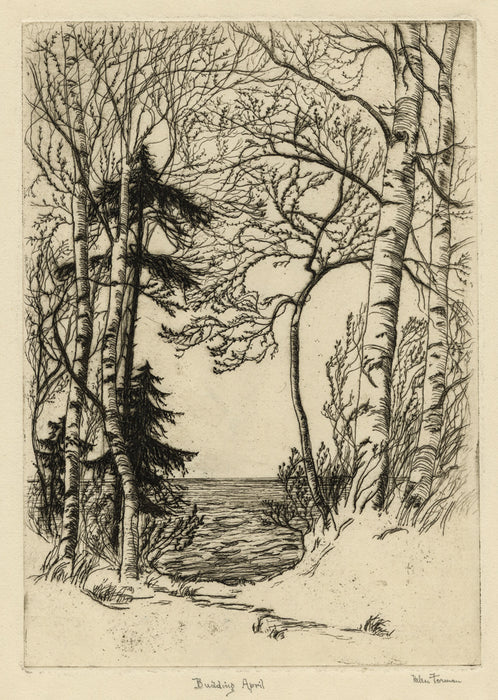 Helen Forman - Budding April  - Etching 
