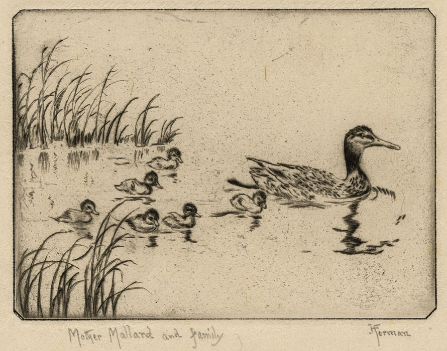 Helen Forman - Company for Dinner and Mother Mallard and Family
