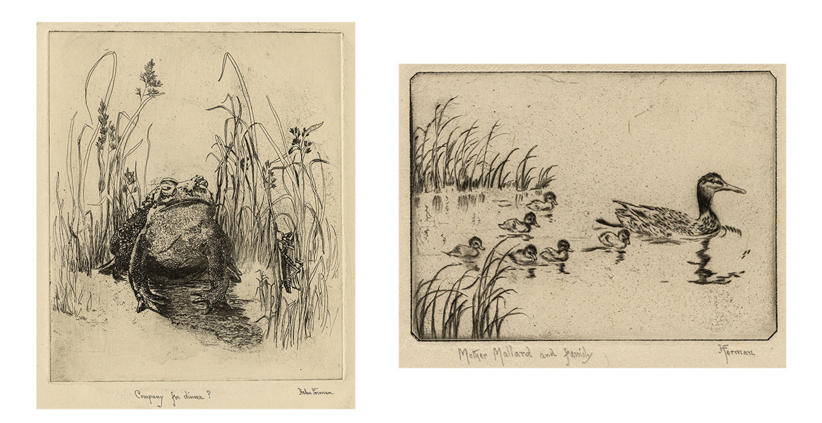 Helen Forman - A Pair of Etchings - Company for Dinner, Mother Mallard and Family - main 