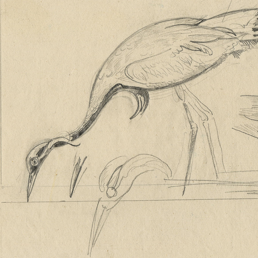 Joseph HECHT - Grue Cendrée - Pencil drawing - 1929  - detail