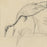 Joseph HECHT - Grue Cendrée - Pencil drawing - 1929  - detail
