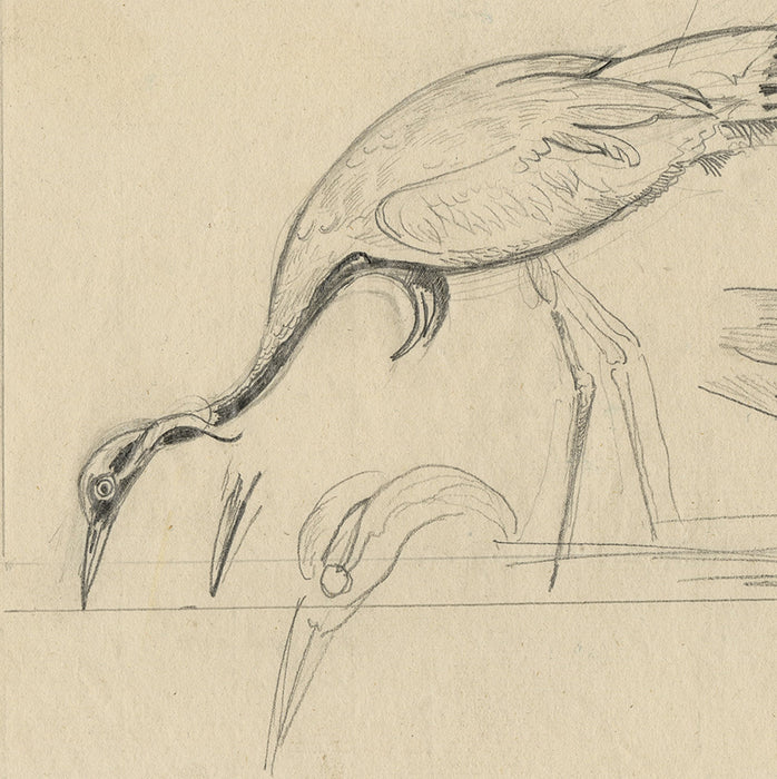Joseph HECHT - Grue Cendrée - Pencil drawing - 1929  - detail