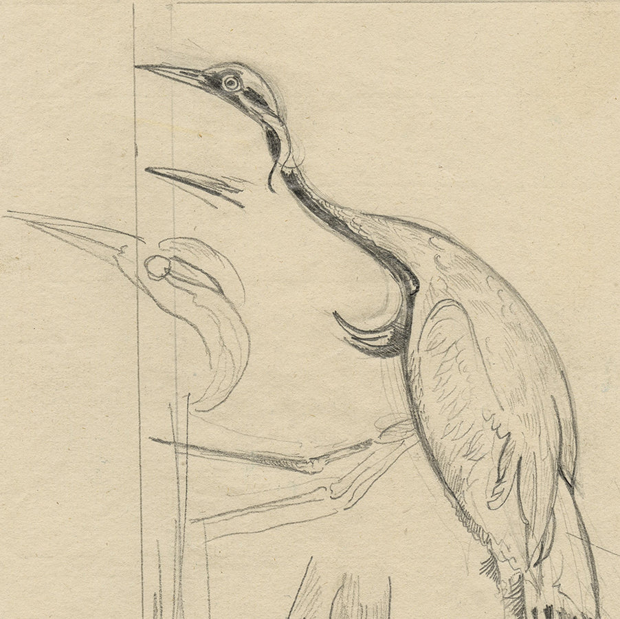 Joseph HECHT - Grue Cendrée - Pencil drawing - 1929  - detail