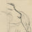 Joseph HECHT - Grue Cendrée - Pencil drawing - 1929  - detail