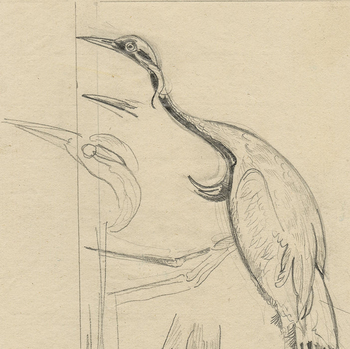 Joseph HECHT - Grue Cendrée - Pencil drawing - 1929  - detail