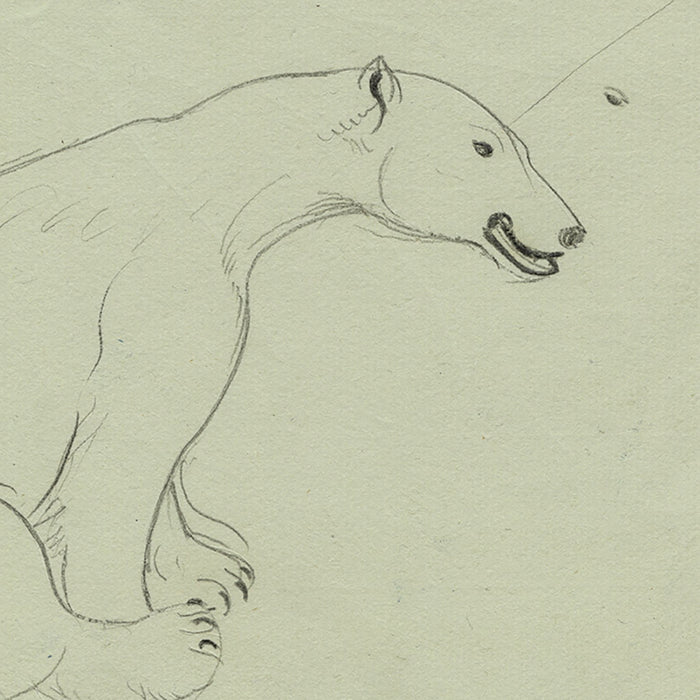 Joseph HECHT - Ours Blanc - Pencil drawing - 1929 - detail