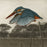 Michel ESTEBE - Kingfisher no. 2 - Color mezzotint - 2025 detail