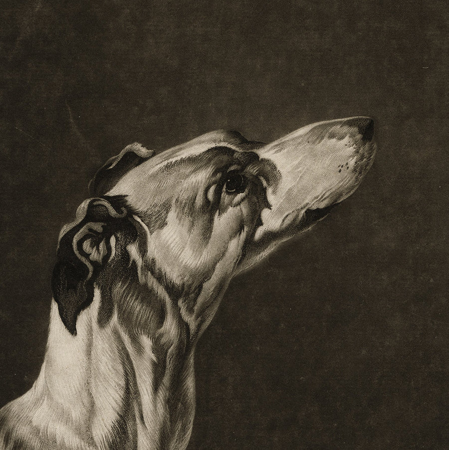 A Greyhound's Head