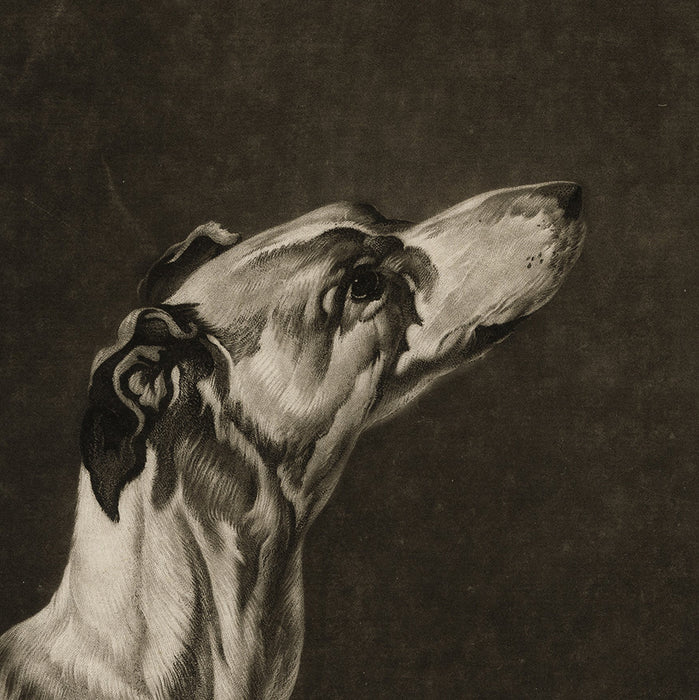 Mezzotint - by EARLOM, Richard - titled: A Greyhound's Head