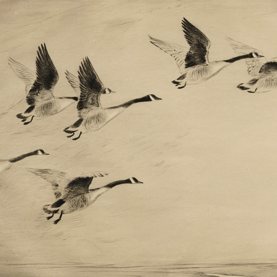 Roland Green - Canadian Geese  - etching of geese in flight - detail