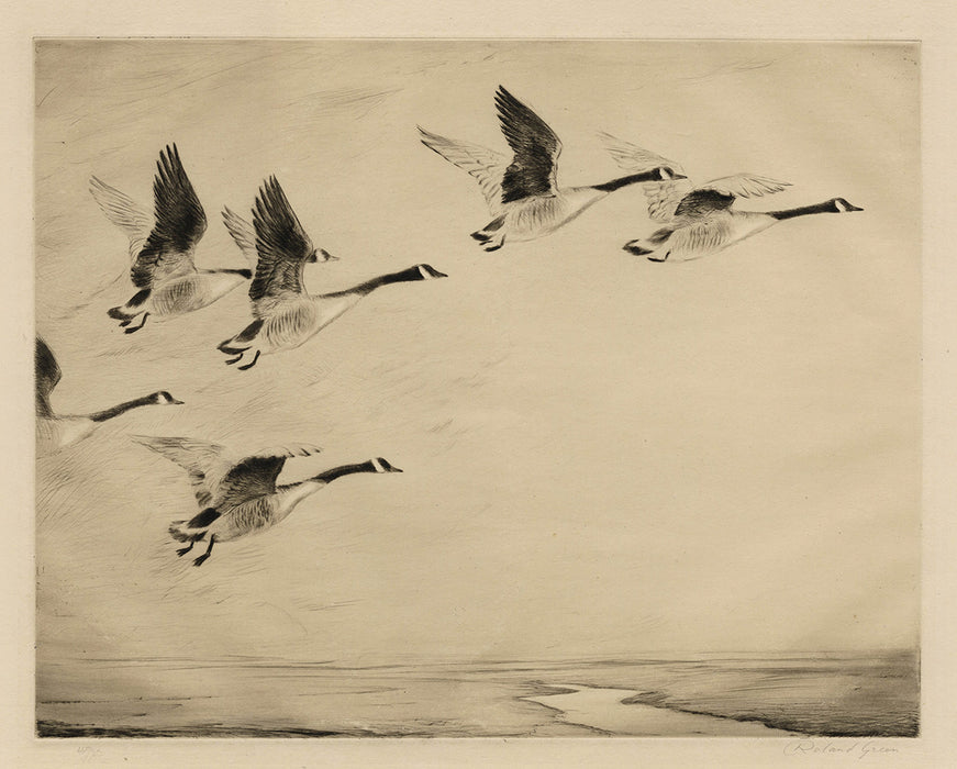 Roland Green - Canadian Geese - main 