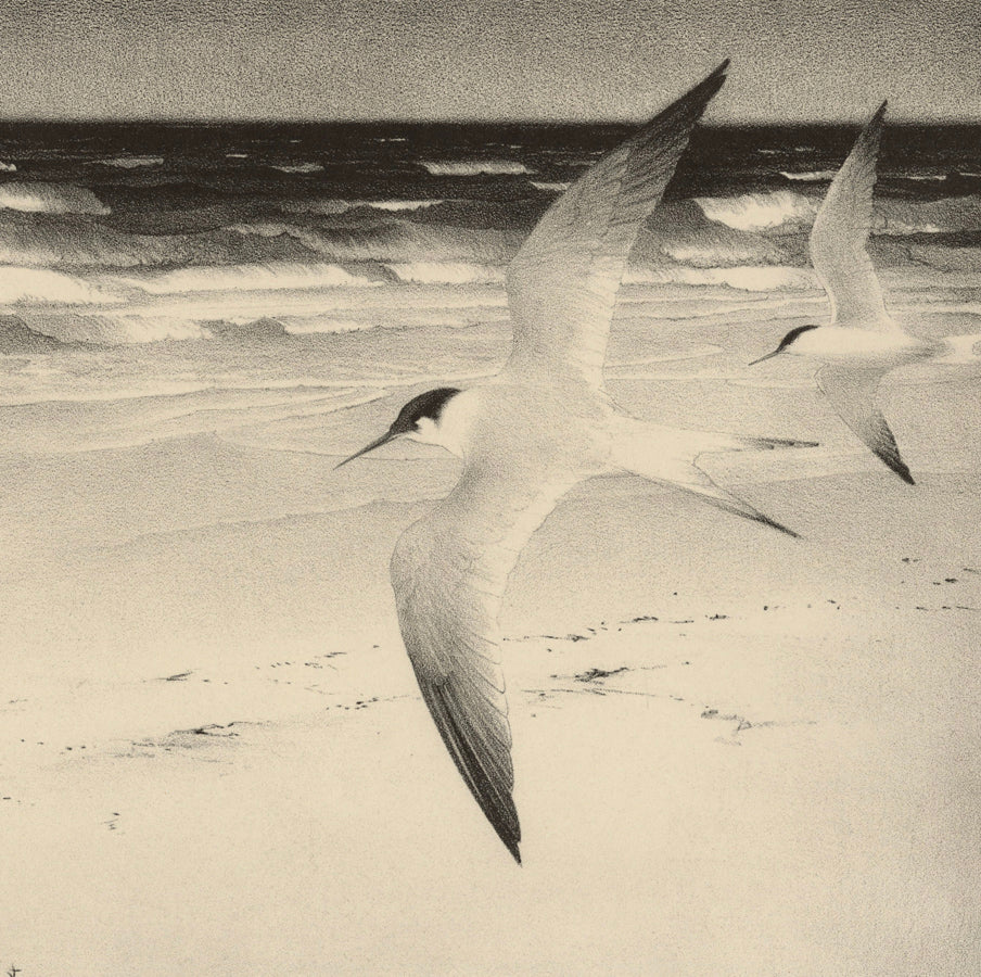 Stow Wengenroth - Terns - lithograph 1951 - Stuckey 196 - detail