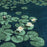 Water Lillies