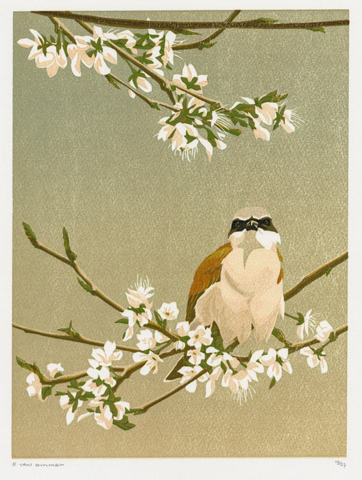 Erik Van ommen - Gray Shrike - main 