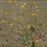 Inosuke HAZAMA - Buttercups - Boutons d'Or - キンポウゲ属 - Ranunculus - Hahnenfuss - detail