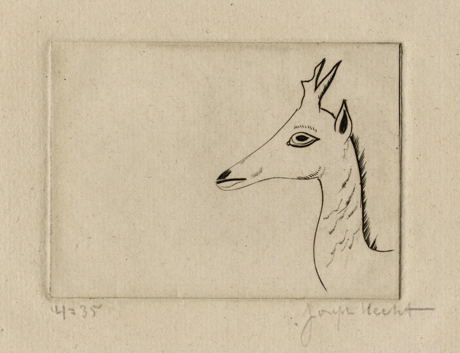 Joseph Hecht - Head of a Young Deer - main 