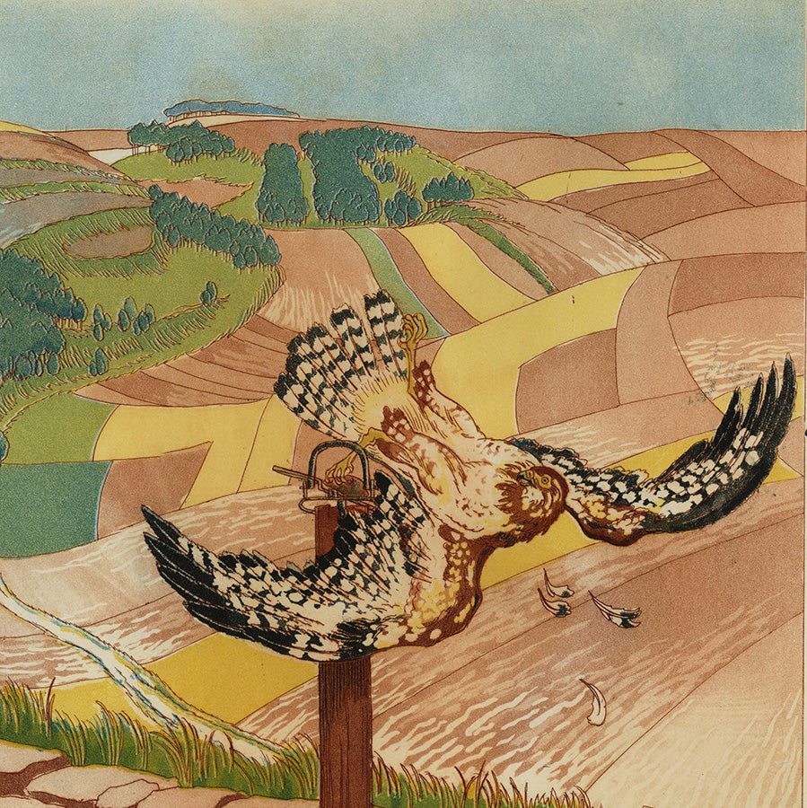 Maurice Taquoy - Buse Prise au Piege - Trapped Buzzard - feathers - detail
