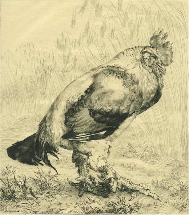 Felix Bracquemond - Le Vieux Coq - eau-forte - etching